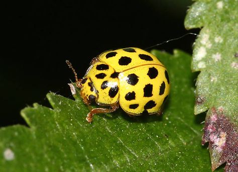 Lately, you have been finding yellow ladybugs in your home, their sudden appearance in your home might get you worried “are yellow ladybugs poisonous”. In this article, you are about to discover whether the ladybugs are poisonous or not. However, before we proceed, we will enlighten you on facts about the ladybugs.   Yellow Ladybugs [...] The post Are Yellow Ladybugs Poisonous? Shocking Facts appeared first on Pestclue. Ladybug Meaning, Ladybug Larvae, Yellow Ladybug, Lady Beetle, Ladybug Wallpaper, Shocking Facts, Lady Bug, Creature Design, Beautiful Butterflies