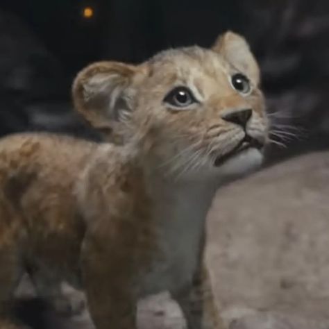 KIARA 🧡🧡 my favourite character ever returns at the end of the year 😍 Mufasa The Lion King, Mufasa Movie, Lion King Live Action, Mufasa Lion King, Kiara Lion King, Lion King Mufasa, Watch The Lion King, Lion King Characters, The Lion King 2019