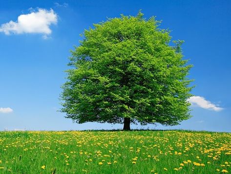 20 Trees Every Prepper Should Be Familiar With (And Why) Beautiful Scenery Wallpaper, Green Nature Wallpaper, Tree Photos, Green Scenery, Linden Tree, Let's Make Art, Nature Colors, Pretty Trees, Trees Landscape