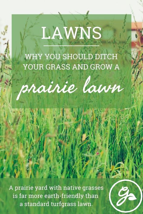 Prairie Landscape, Native Grasses, Planting Grass, Lawn Turf, Lawn Alternatives, Growing Grass, Barley Grass, Grass Field, Wheat Grass