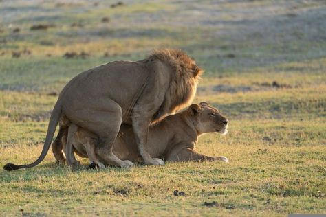 lion mating Lion Couple Wallpaper, Angry Lion Wallpaper, Lion 4k Wallpaper, Wallpaper Iphone Lion, Lion Wallpaper Aesthetic, Lions In The Wild, Wallpaper Lion, Lion Wallpaper Iphone, Lion Hand Tattoo