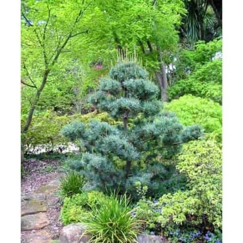 Pinus parviflora 'Glauca' |Dwarf Japanese White Pine Hillside Planting, Japanese White Pine, Conifers Garden, Bright Pink Flowers, White Pine Tree, Blue Foliage, Japanese White, Japanese Gardens, Backyard Farming