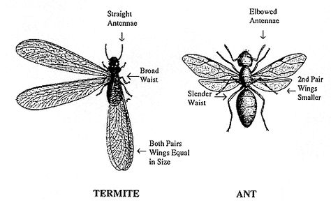 Drywood Termites, Termite Prevention, Ant Spray, Flying Ants, Wood Termites, Ant Control, Rid Of Ants, Get Rid Of Ants, Diy Pest Control