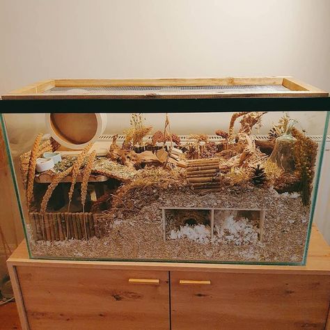 Natural Gerbil Cage Ideas, Mouse Cages Ideas, Natural Hamster Habitat Ideas, Glass Hamster Cage Ideas, Glass Hamster Cage, Hamster Fish Tank Cage, Hamster Diy Cage Ideas, 55 Gallon Hamster Tank, Hamster Bin Cage Aesthetic