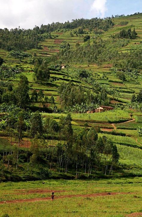 African Grasslands, Rwanda Africa, African Luxury, Tea Estate, Western Sahara, Dream Future, African Travel, Mountain Gorilla, Tea And Coffee