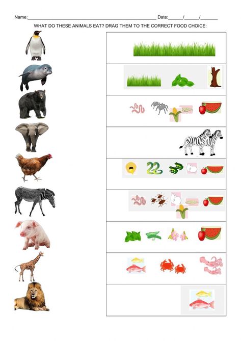 What Animals Eat Worksheet, What Do Animals Eat Worksheets, What Animals Eat, Carnivores Herbivores Omnivores, Kindergarten Art Crafts, Animal Eating, Animal Activities For Kids, Holiday Math, Animal Worksheets