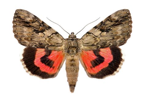 Rosy underwing moth, Catocala electa. Rosy underwing, Catocala electa, an Europe #Sponsored , #paid, #Paid, #underwing, #Europe, #electa, #Rosy Underwing Moth, Fibres Textiles, Drawing Projects, Stock Photography Free, Beautiful Butterflies, Moth, Insects, Butterflies, Bee