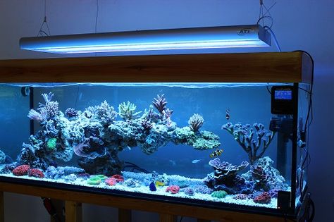 Marine Aquarium Aquascaping, Saltwater Tank Setup, Reef Aquascape, Best Aquarium Filter, Reef Aquascaping, Reef Tank Aquascaping, Saltwater Aquarium Setup, Aquarium Sump, Nano Reef Tank