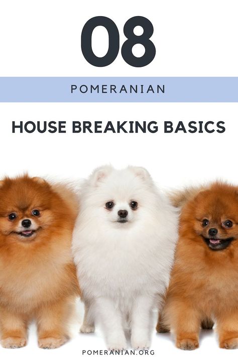 Pomeranian Potty Training, POTTY TRAIN POMERANIAN, #pomeranian #pomeranians #pomeranianpuppies #pomeraniandogs #dochlaggie Pomeranian Training, Micro Pomeranian, Pomeranian Facts, Pomeranian Haircut, Puppy Husky, Baby Pomeranian, How To Potty Train, Pomeranian Dogs, Dog Minding