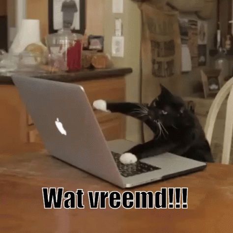 Wat Vreemd GIF - Kat Apple Laptop - Discover & Share GIFs Cat Work, National Cat Day, Types Of Cats, Image Chat, That 70s Show, Apple Laptop, Kittens Funny, Memes Humor, Cat Playing