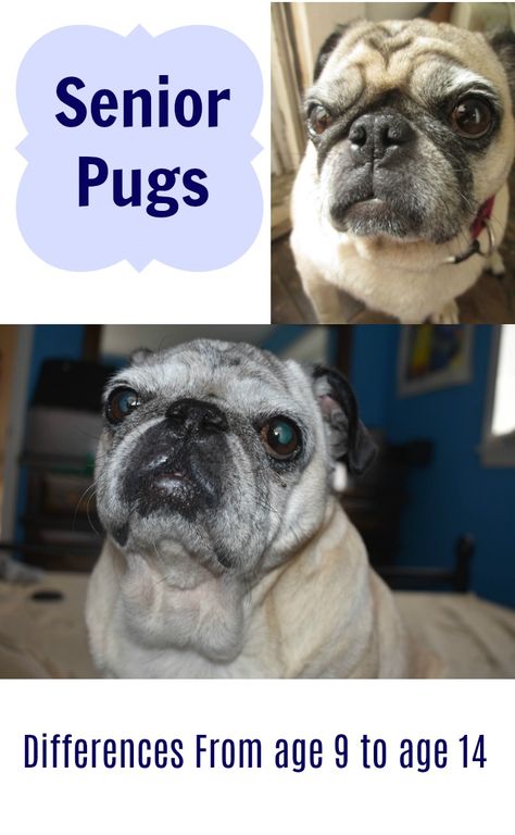 Senior Pugs, the difference in an old pug between ages 9 and 14. Old Pug, Wild Animals Pictures, A Pug, Chihuahua Love, Chihuahua Puppies, Pet Stuff, Pug Love, Animal Companions, Pug Life