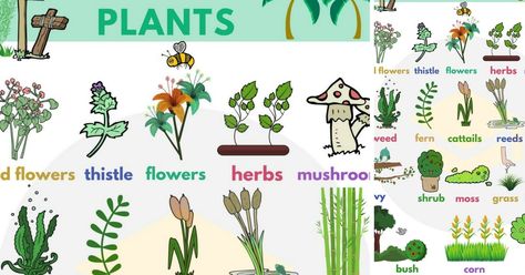 Plants and Trees Vocabulary | Plant Names in English - Learn plants vocabulary in English. Plants are one of the two groups into which all living things were traditionally divided; the other is animals. Plants include familiar types such as trees, herbs, bushes, grasses, vines, ferns, mosses, and green algae. A plant needs sunlight, carbon dioxide, minerals and water to make food by photosynthesis. Plants and Trees Vocabulary https://www.youtube.com/embed/AM_8IluG6aM Names usually tell a lot abo Trees Name In English, Types Of Aloe Plants, Best Indoor Trees, Moss Grass, Plant Names, Types Of Herbs, Names List, Funny Riddles, Small Shrubs