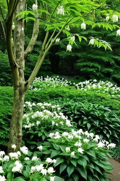 12 Best Perennial Plants For Shade Flowers For Shaded Areas, Plants For Shade, Fern Images, Lily Images, Shady Garden, Landscaping Around Trees, Japanese Forest, Woodland Plants, Shade Gardens