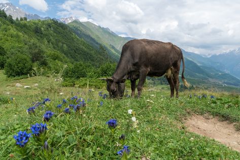 Do you ever wonder what animal only eats plants? Well, you’re in luck! In this blog post, we’ll… Svaneti Georgia, Animal Eating, Plant Eater, Howler Monkey, African Savannah, The Himalayas, Gentle Giant, Aquatic Plants, Animals Of The World