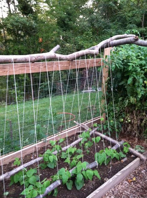 bean trellis Bean Trellis Ideas, Climbing Beans Trellis, Beans Trellis, Scarlet Runner Beans Trellis, Pole Bean Trellis, Trellis For Beans, Green Bean Trellis, Garden Supports, Teepee Trellis