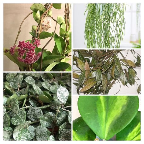 11 Types of Hoya Plants | Different Types of Hoyas | Hoya Varieties Types Of Hoya Plants, Hoya Varieties, Hoya Wayetii, Hoya Macrophylla, Hoya Linearis, Hoya Australis, Hoya Obovata, Hoya Plant, Hoya Carnosa