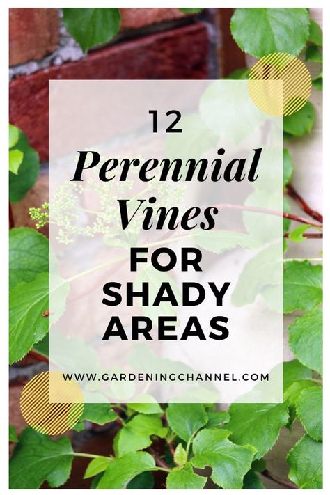 climbing hydrangea vine with text overlay twelve perennial vines for shady areas Shade Loving Climbing Plants, Shade Vines Flowering, Vines For Shaded Areas, Vines That Grow In Shade Climbing, Shade Vines Perennial, Climbing Shade Plants, Shade Vines, Zone 4 Perennials, Shade Trellis