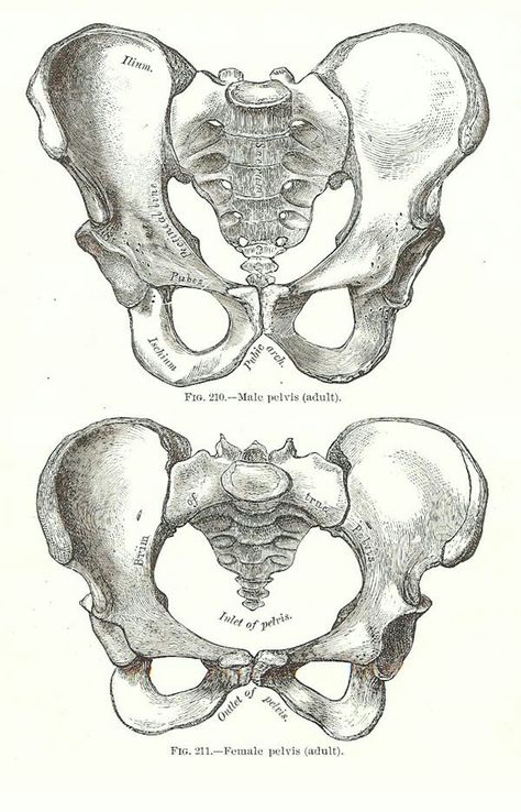 Female Pelvis, Pelvis Anatomy, Bone Drawing, Medical Drawings, Anatomy Bones, Skeleton Anatomy, Skeleton Drawings, Human Anatomy Drawing, Human Figure Drawing