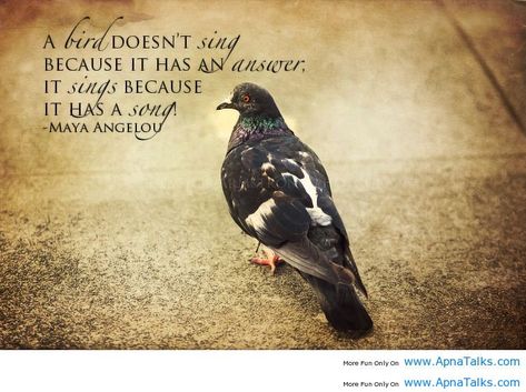 Bird Lover Quotes, Materialistic Quotes, Material Things Quotes, Birds Quotes, Buddism Quotes, Fake Quotes, Contentment Quotes, Bird Quotes, Spiritual Images