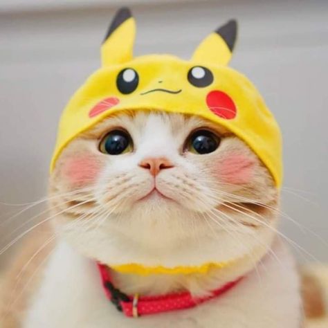 Pikachu Cat, Pikachu Hat, Animal Humour, Facebook Feed, Cute Cats Photos, Yellow Cat, Kawaii Cat, Warrior Cats, Cat Tattoo