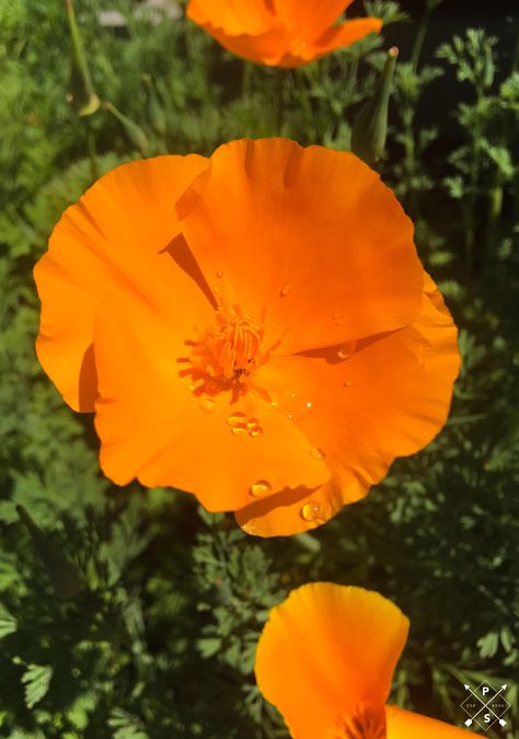 Eschscholzia californica - California poppy - Willamette Valley OR - Hot spring day Poppy California, Eschscholzia Californica, Moth Tattoos, Poppy Tattoo, Cardinal Flower, Visual Library, California Poppies, Poppies Tattoo, Future Farms