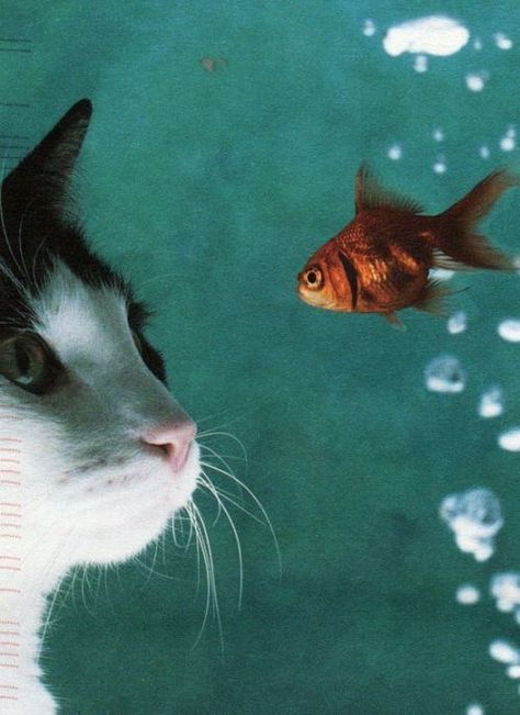 Cat Saturday (29 Photos) : theCHIVE Meow Art, Cats Art, Sweet Animals, Cats Meow, Adorable Animals, Beautiful Cats, Goldfish, White Cat, Animals Friends