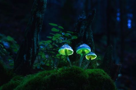 Instagram Glowing Mushrooms, Mushroom Pictures, Mushroom Lights, Surreal Photos, Mushroom Fungi, Foto Art, Mushroom Art, Enchanted Forest, Macro Photography