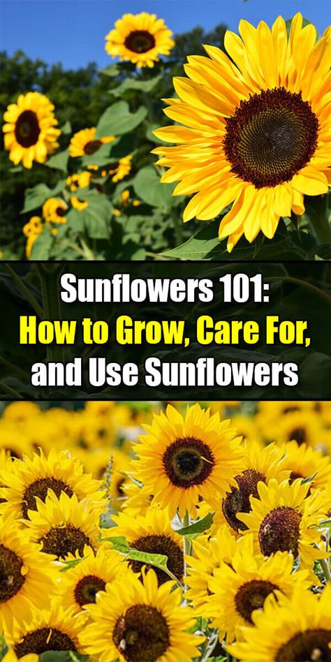 Sunflowers 101: How to Grow, Care For, and Use Sunflowers - Golly Gee Gardening Sunflower Trellis Ideas, Sunflower Garden Ideas Flower Beds, Growing Sunflowers Outdoors, Growing Sunflowers From Seed, Perenial Garden, Cactus Ideas, Mammoth Sunflower, Full Sun Flowers, Sunflower Farm