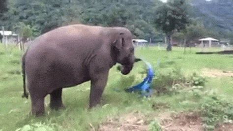 There is no greater joy than that of dancing with a ribbon. (H/T Siz.io) Elephant Gif, Baby Elefant, Elephant Sanctuary, Save The Elephants, Extinct Animals, Elephant Love, Wildlife Animals, Baby Elephant, Animal Gifs