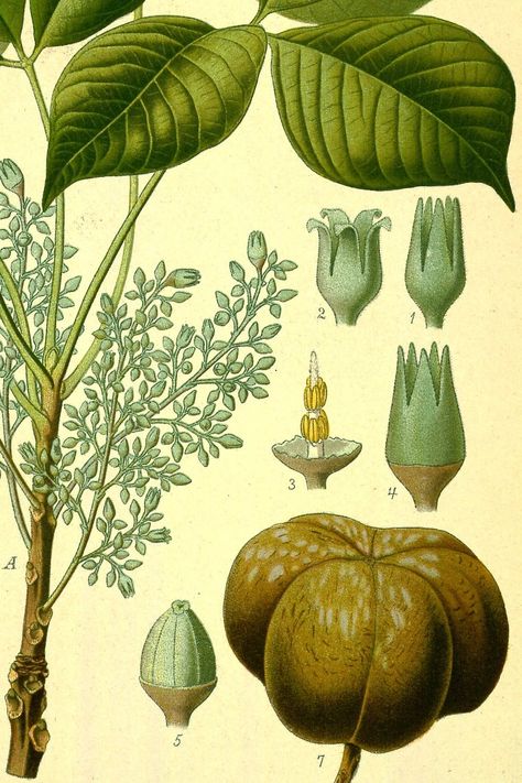 Coloured illustration of Hevea brasiliensis from Koehler's 'Medizinal Pflanzen' (1890; vol. 3, t.8). Hevea Brasiliensis, Rubber Plant, Rubber Tree, Botanical Illustrations, Scientific Illustration, Tree Illustration, Plant Illustration, Large Picture Frames, Japanese Prints