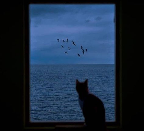 Blue Sky Photography, Dark Beach, Cat Dark, Cat Anatomy, Cat Loss, Cat Photography, Cat Boarding, Night Painting