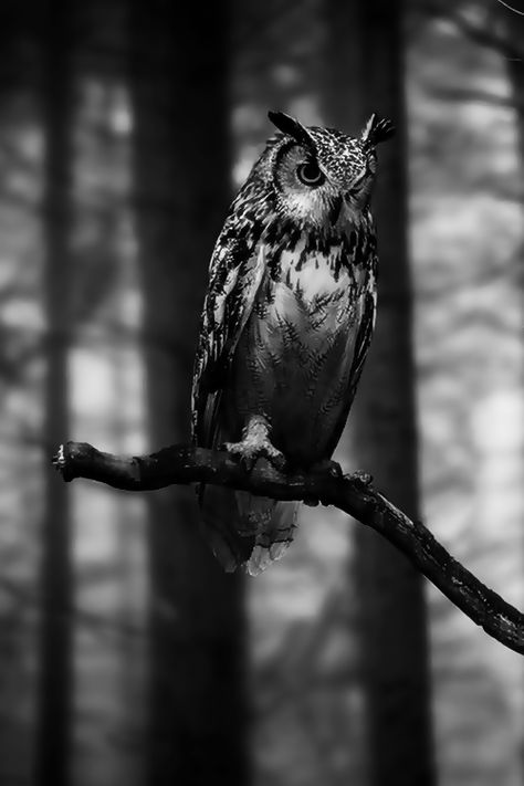 Black And White Photography Nature, Owl Pictures, Beautiful Owl, Great Horned Owl, Owl Bird, Owl Art, Cute Owl, Birds Of Prey, Dark Forest