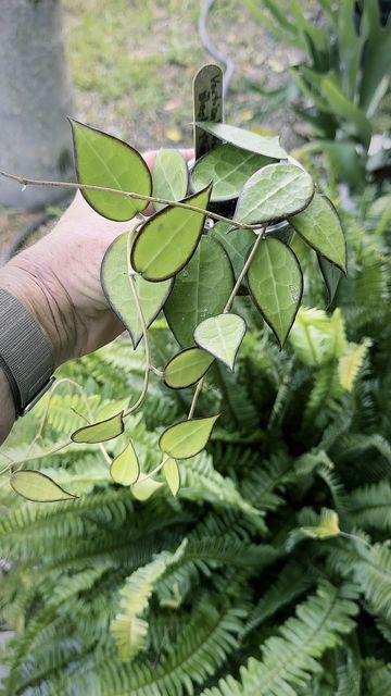 Hoya Carmelae, Dark Plants, Plants Wishlist, Wishlist Plants, Minimalist Cottage, Rare Hoya, Dream Plants, Plant Wishlist, Plant Fungus