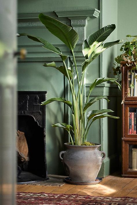 Bird of Paradise Birds Of Paradise Plant, Bird Of Paradise Plant, Large Indoor Plants, Paradise Plant, House Plants Decor, House Plants Indoor, Bird Of Paradise, Foliage Plants, Birds Of Paradise