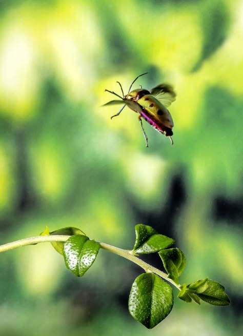 Jewel beetle in flight Beetle Photography, Beetle Flying, Flying Beetle, Inktober Ideas, Jewel Beetle, In Flight, Insects, Flight, Illustrations