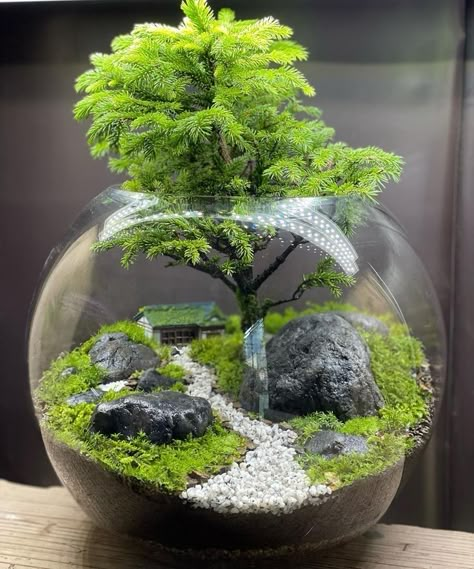 Bonsai Tree Terrarium, Best Terrarium Plants, Plants In Jars, Diy Succulent Terrarium, Beautiful Terrariums, Vase Deco, Plant Arrangements, Mini Terrarium, Plant Terrarium