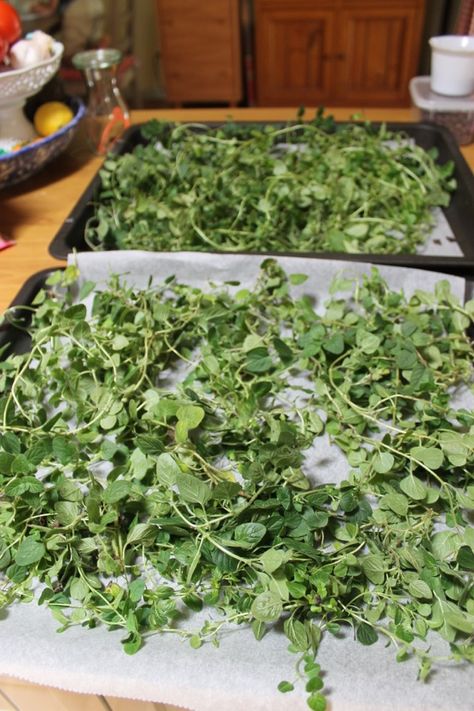 Dehydrating mint and oregano in the oven. Set oven to 145 - 150 degree F until leaves are dehydrated. Keep checking but approx 2-3 hours. Leave stems until dried then remove. Dehydrate Herbs In Oven, How To Dry Oregano Leaves In The Oven, Dehydrating Herbs In Oven, Drying Oregano In Oven, Drying Cilantro In Oven, Drying Oregano, Dehydrating Herbs, Broccoli Leaves, Dry Sage