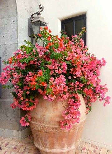 Container Gardening Flowers, Mediterranean Garden, Beautiful Flowers Garden, Container Flowers, Bougainvillea, Outdoor Plants, Dream Garden, Walkway, Garden Planning