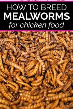 Meal Worms For Chickens, Mealworms For Chickens, Raising Mealworms, Meal Worms Raising, Mealworm Farm, Packed Snacks, Worm Farming, Meal Worms, Raising Farm Animals