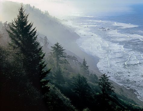 Gold Bluffs Beach, Prairie Creek Redwoods State Park, California Prairie Creek Redwoods State Park, Life Is Strange, Nature Aesthetic, Pretty Places, Pacific Northwest, Mother Earth, State Park, Pretty Pictures, Life Is Beautiful