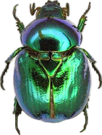 Jewel Beetle, Beetle Art, Beetle Wings, Beetle Insect, Cool Bugs, Beautiful Bugs, Insect Art, Bugs And Insects, Art Reference Photos