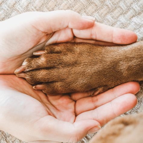 Dog holding person's hand Paw Hands, Paw In Hand, Hands Holding Something, Paw And Hand, Paw Hand, Pet Portraits Photography, Dogs Paw, Pet Sitting Services, National Pet Day