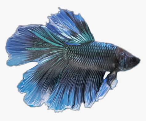 Blue Betta Fish, Fish Png, Fish Clipart, Beta Fish, Fish Vector, Blue Fish, Vector Png, Logo Images, Betta Fish