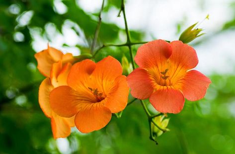 Campsis grandiflora (Chinese Trumpet Creeper) Chinese Trumpet Creeper, Trumpet Creeper, Climber Plants, Skincare Business, Glowing Flowers, Clematis Montana, Neal's Yard, Neals Yard, Neals Yard Remedies