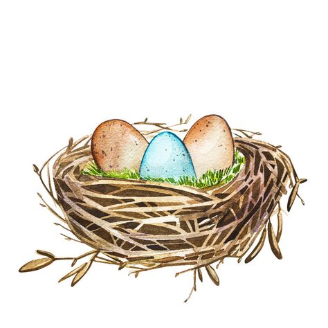 Hand drawn watercolor art bird nest with eggs , easter design. illustration on white background. royalty free illustration Nest Watercolor, Bird Nest With Eggs, Egg Nest, Alphabet Pictures, Bird Eggs, Eggs Easter, White Illustration, Easter Design, Bird Drawings