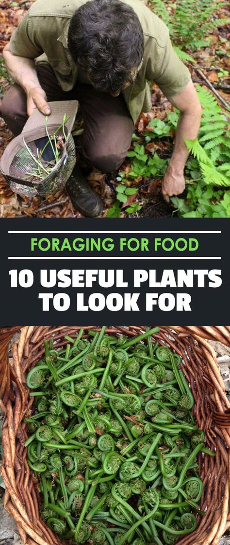 Useful Plants, Low Maintenance Indoor Plants, Wild Foraging, Wild Food Foraging, Edible Wild Plants, Plants Outdoor, Survival Techniques, Wild Edibles, Outdoor Food