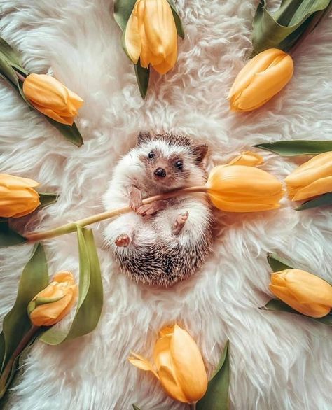 Cutee Animals, Hedgehog Pet, Baby Animals Pictures, Cute Hedgehog, Super Cute Animals, Pretty Animals, Cute Animals Images, Cute Wild Animals