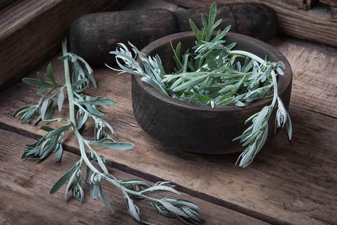 Wormwood Benefits, Wormwood Plant, Artemisia Absinthium, Parasite Cleanse, Digestive Juice, Magical Herbs, Perennial Herbs, Natural Insect Repellant, How To Make Beer