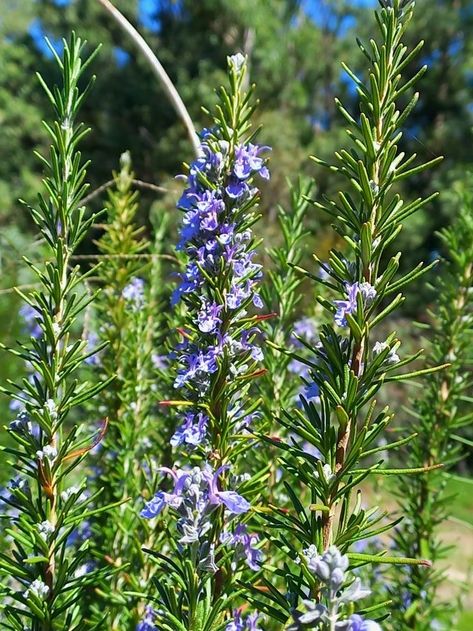 Tattoo Plant, Rosmarinus Officinalis, Rosemary, Indian Fashion, Plants, Flowers, Pins, Color, Nature