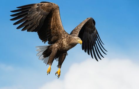 Eagles are one of the most popular birds in Australia. They are also one of the most diverse,… Different Types Of Eagles, Diurnal Animals, Types Of Eagles, Grassland Habitat, Harris Hawk, Wedge Tailed Eagle, Biodiversity Conservation, Birds Of Australia, Sea Eagle